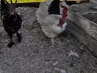 Chickens — 1-сурет