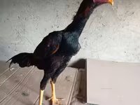 Chickens — zdjęcie 7