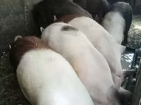 मादा सूअर, सूअर — फ़ोटो 1