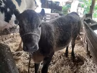 Bika, Simmental cattle — 5. fotó