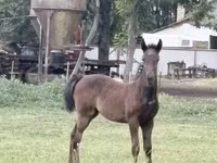 Stute, Lipizzaner — Foto 1