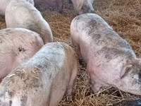 Pigs (batch, sex not specified), Крупная белая — photo 2
