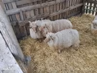 公羊, Racka sheep — 照片 6