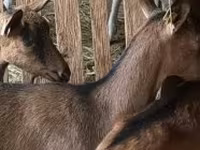 Juh, Alpines Steinschaf sheep — 2. fotó