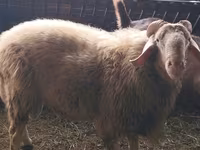Carneiro, Assaf sheep — foto 1