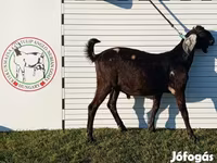 公山羊, Nubian Goat — 照片 5