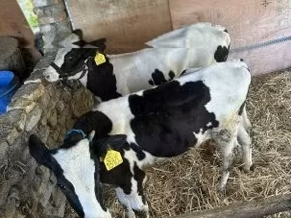 Бұқа, Russian Black pied cattle — Венгрия