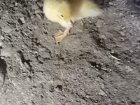 Ducks — 照片 4