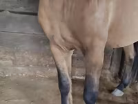 Horse (M), Mugalzhar horse — photo 2