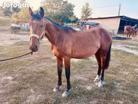 Caballo, Kisber felver — foto 4