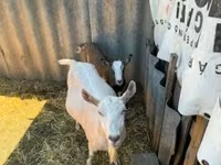 母山羊, Goats — 照片 4