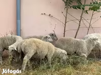 كبش, Ile-de-France sheep — الصورة 2