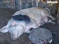 Säue, Schweine — Foto 3