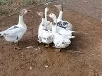 Geese — फ़ोटो 3