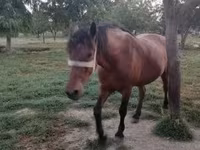 Mare, Horses — photo 8
