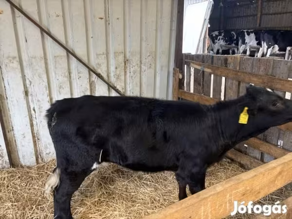 Vaca, Vaca Limousin