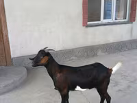 Nőstény kecske, Nubian Goat — 5. fotó