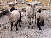 母羊, Sheep — 照片 3