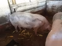 母猪, Pigs — 照片 6