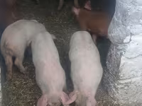 Boar, Pigs — photo 2