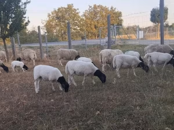 公羊, Dorper sheep