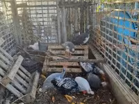 Guinea fowl — फ़ोटो 1