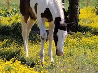 Horse (M), Gypsy horse — photo 3