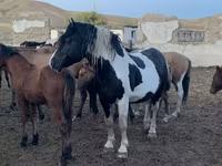 Hing, Mugalzhar horse — 3. fotó