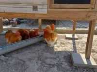Pekin bantam — foto 3