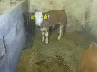ثور, Simmental cattle — الصورة 3