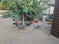 Chickens — फ़ोटो 3