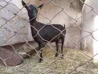 Goat, Murcia-Granada goats — photo 5
