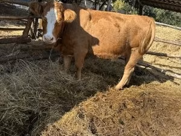 Krava, Simmental cattle — Maďarsko