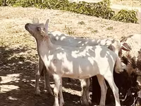 Ziegenbock, Alpine goat — Foto 3