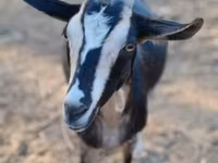母山羊, Toggenburg goat — 照片 2