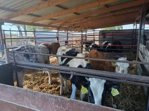 Bull, Cattle — Hungary
