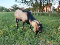 公山羊, Nubian Goat — 照片 1
