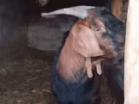 Kozioł, Nubian Goat — zdjęcie 5