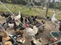Chickens — foto 1