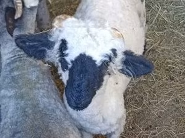 Қошқар, Valais Blacknose sheep — Венгрия
