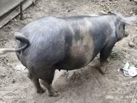 母猪, Дюрок — 照片 1