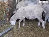Kos, White Suffolk sheep — 2. fotó