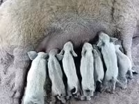 母猪 — 照片 2