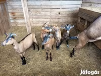 母山羊, Alpine goat — 照片 3