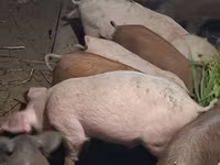 Sow, Pigs — photo 4