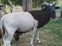 公羊, Cameroon sheep — 照片 1
