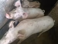 公猪, Крупная белая — 照片 1
