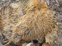 Chickens — 8. fotó