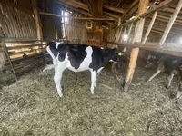 Kuh, Holstein-Rasse — Foto 2