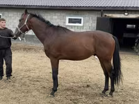 Hing, Thoroughbred horse — 2. fotó